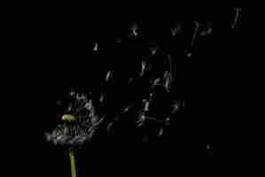 fragilité liberée resultat