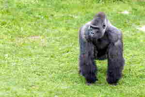 Dos argenté resultat